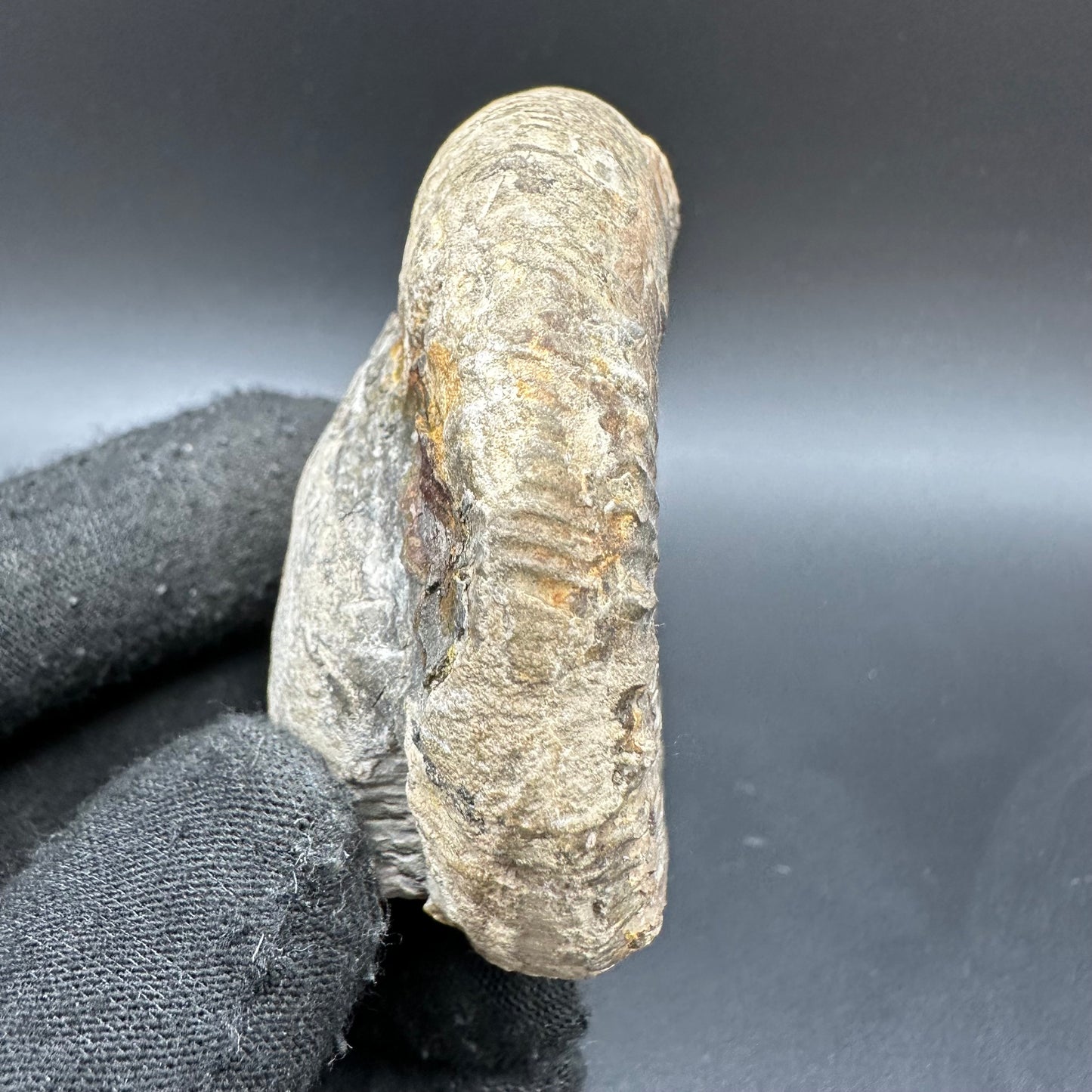 Peronoceras fibulatum Ammonite fossil with box and stand - Whitby, North Yorkshire Jurassic Coast Yorkshire Fossils