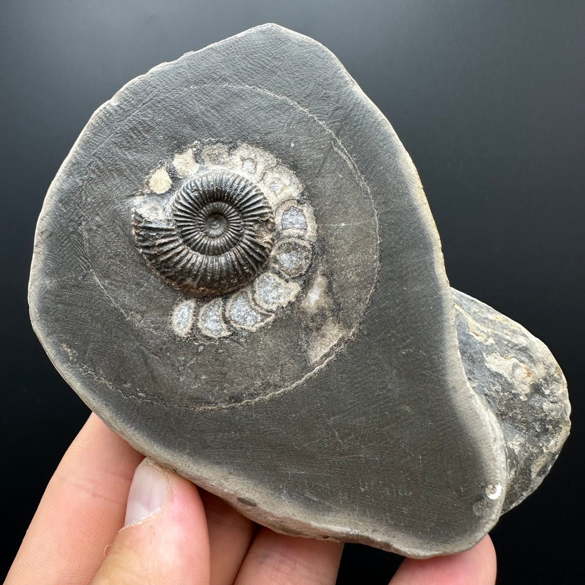 Dactylioceras Ammonite Fossil With box and Stand - Whitby, North Yorkshire Jurassic Coast Yorkshire Fossils