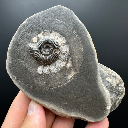 Dactylioceras Ammonite Fossil With box and Stand - Whitby, North Yorkshire Jurassic Coast Yorkshire Fossils