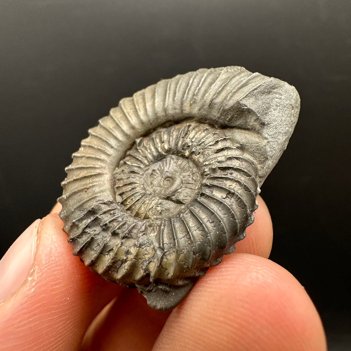 Schlothemia sp. ammonite fossil with box and stand - Whitby, North Yorkshire Jurassic Coast, Yorkshire fossils