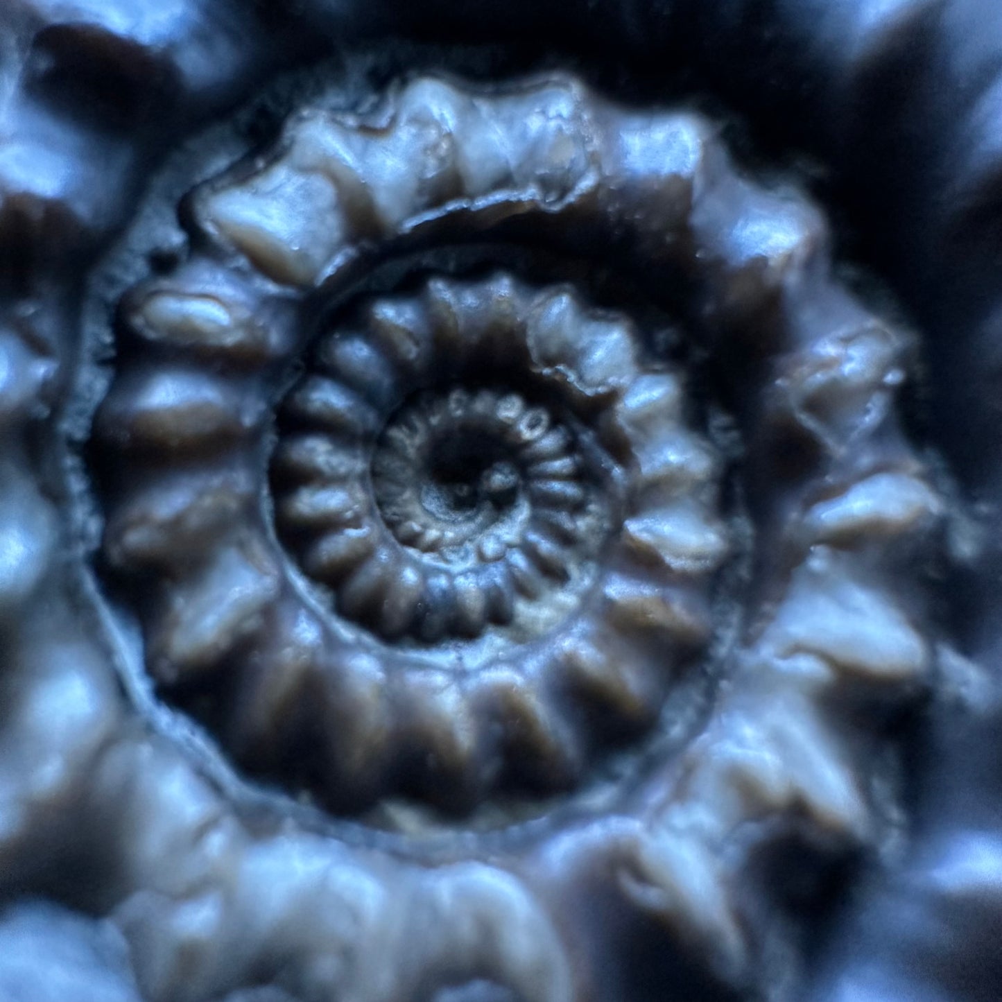 Gagaticeras Ammonite fossil with box and stand - Whitby, North Yorkshire Jurassic Coast Yorkshire Fossils