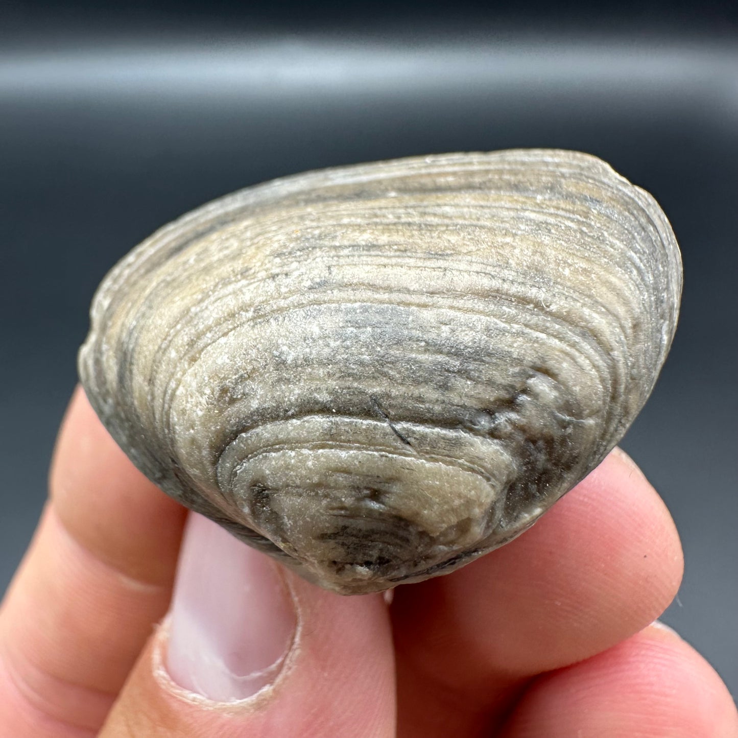 Shell fossil with tin and stand - Whitby, North Yorkshire, Jurassic Coast, Yorkshire Fossils