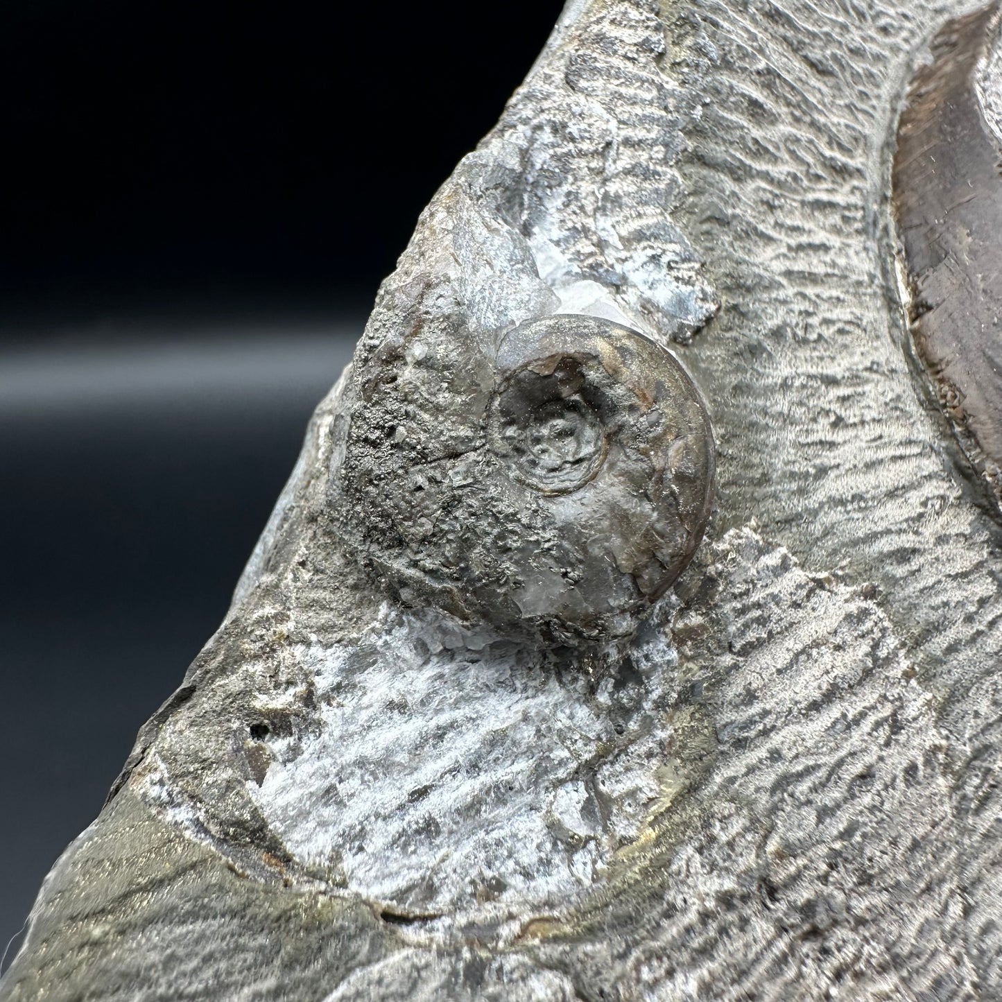 Eleganticeras Elegantulum ammonite fossil - Whitby, North Yorkshire Jurassic Coast, Yorkshire Fossils