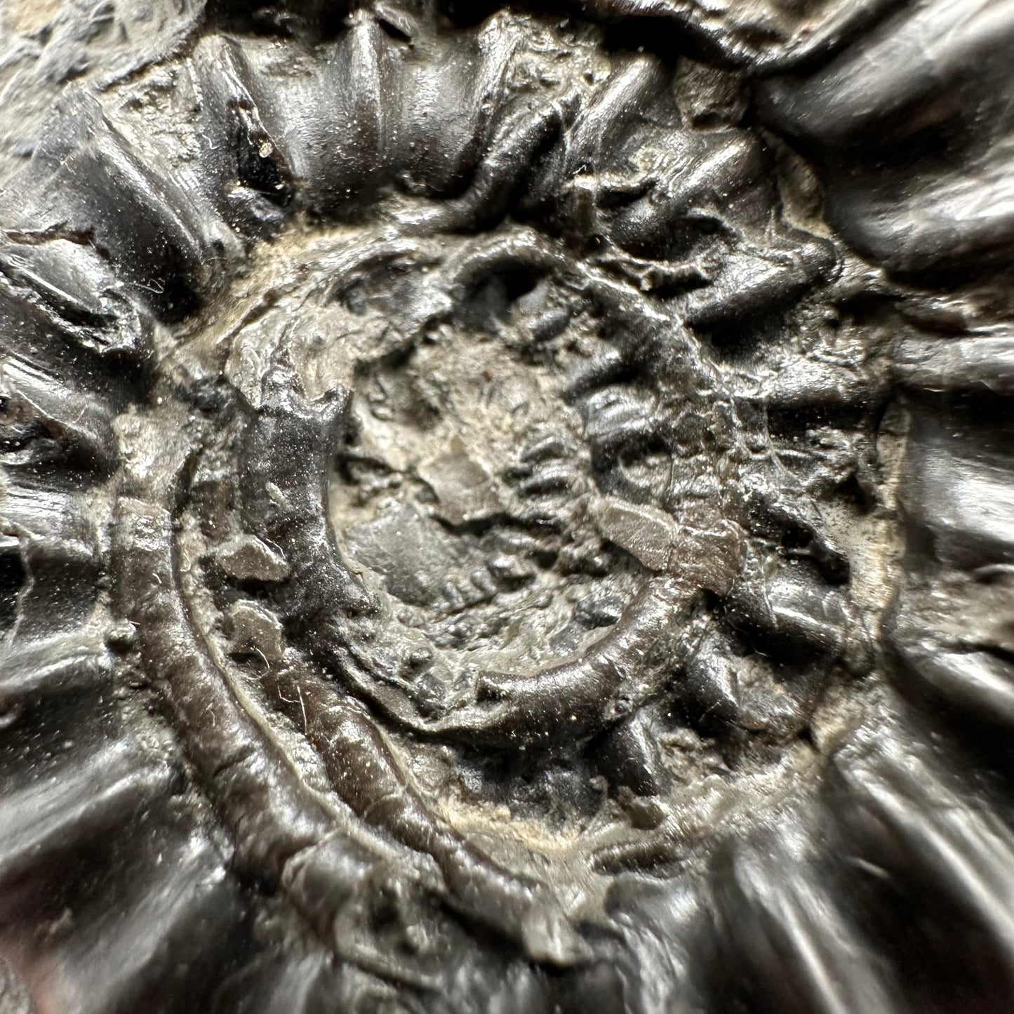 Gagaticeras Ammonite fossil with box and stand - Whitby, North Yorkshire Jurassic Coast Yorkshire Fossils