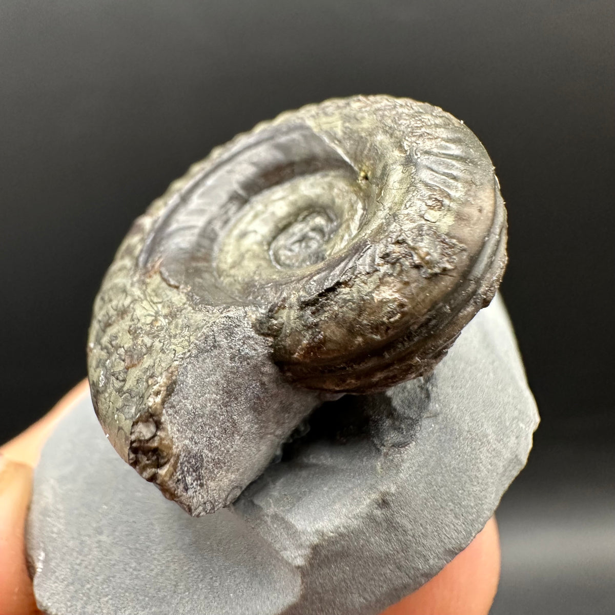 Hildoceras Bifrons Ammonite fossil with stand - Whitby, North Yorkshire Jurassic Coast, Yorkshire Fossils from the Jurassic Coast