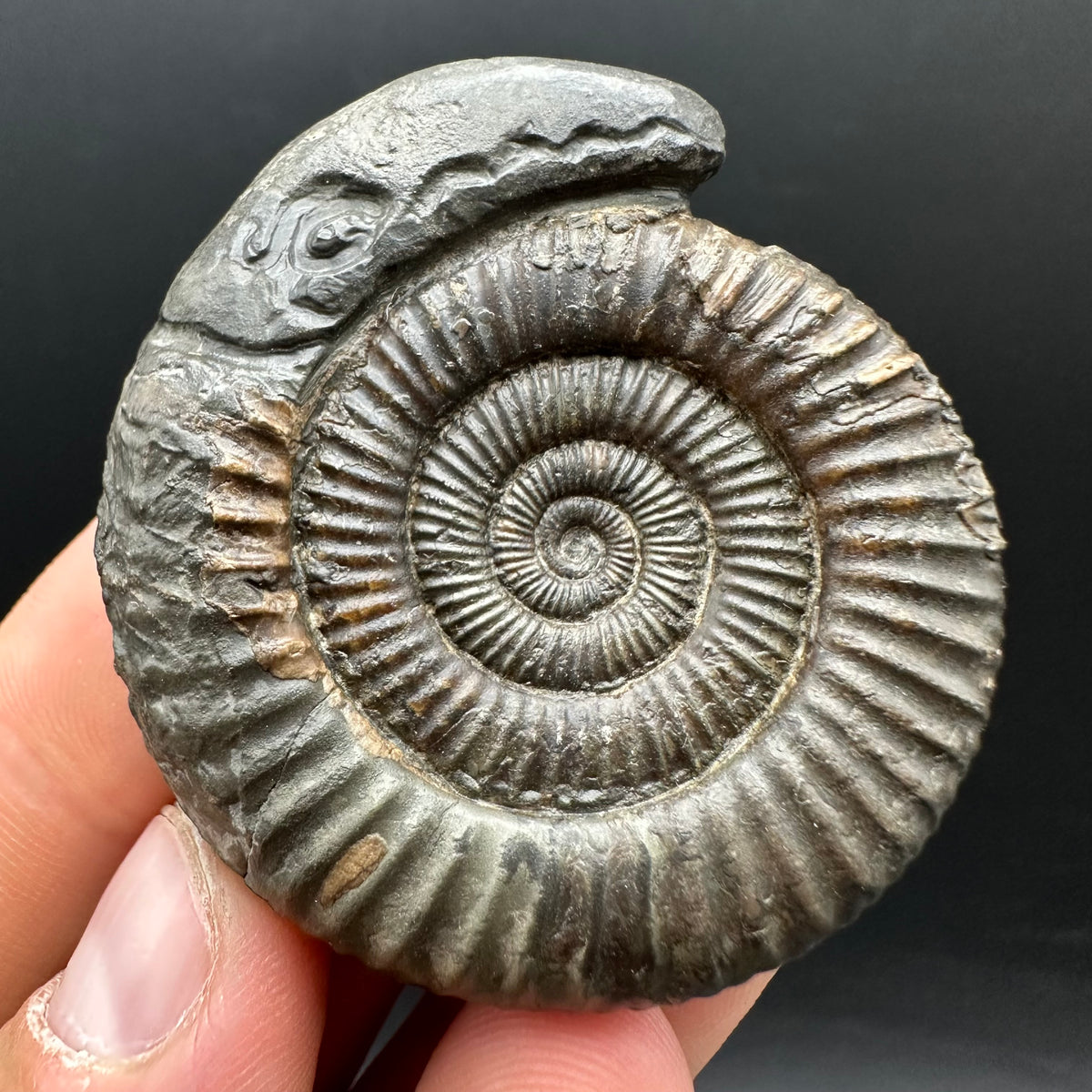 Snakestone Ammonite Fossil With Bag/Box And Stand - Whitby, North Yorkshire Jurassic Coast Yorkshire Fossils