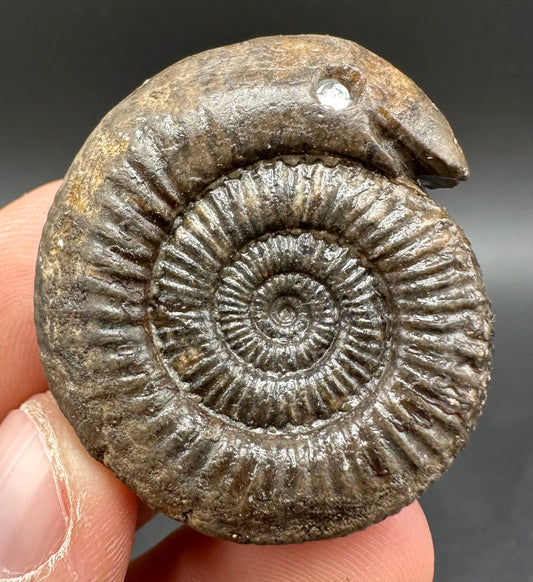 Snakestone Ammonite Fossil With Bag/Box And Stand - Whitby, North Yorkshire Jurassic Coast Yorkshire Fossils