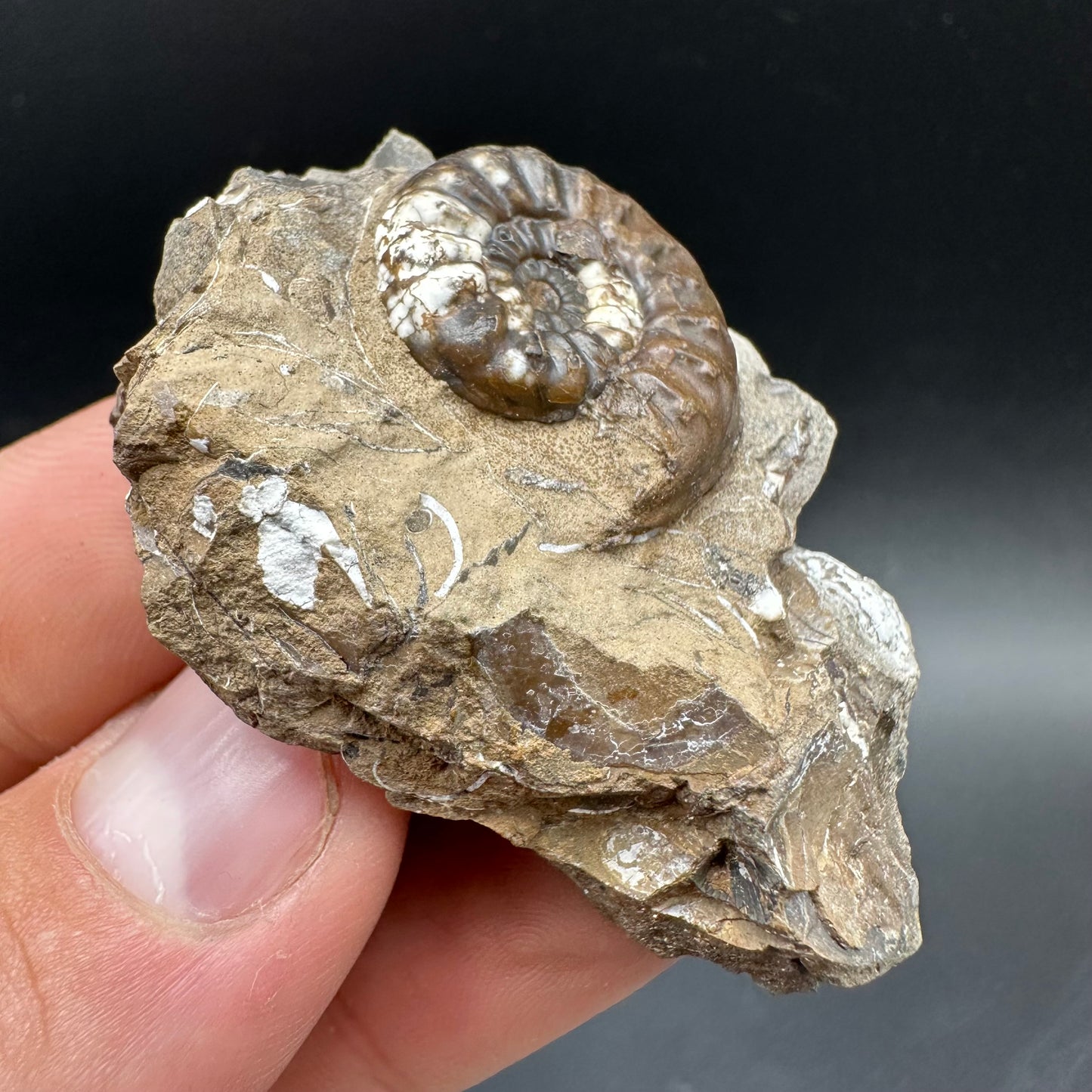 Amaltheus subnodosus Ammonite fossil with box and stand - Whitby, North Yorkshire Jurassic Coast Yorkshire Fossils