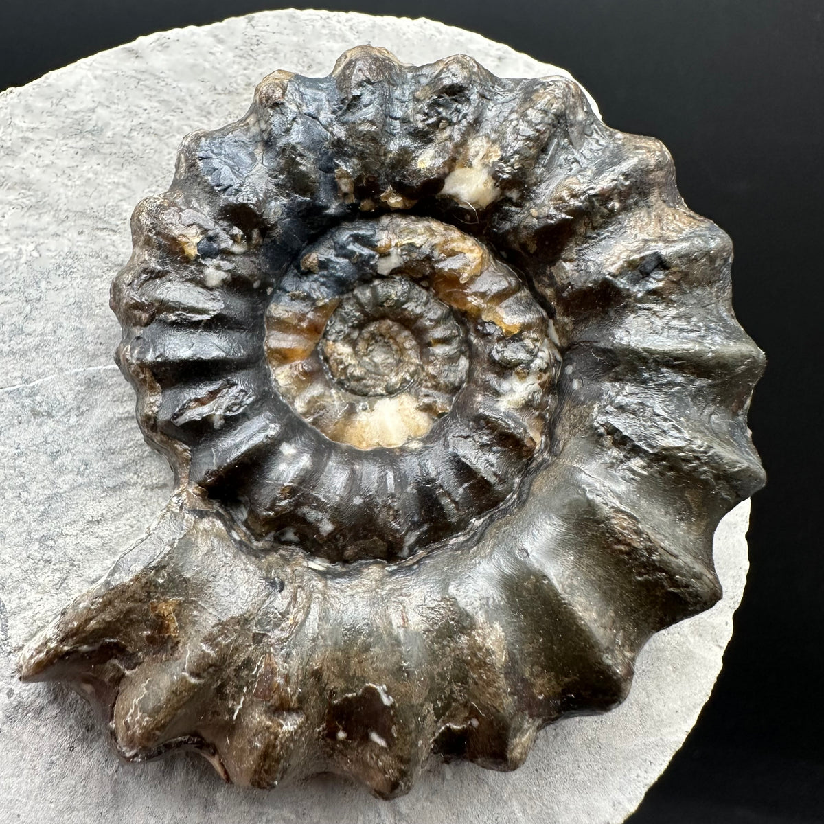 Androgynoceras maculatum ammonite fossil with box and stand - Whitby, North Yorkshire Jurassic Coast Yorkshire Fossils