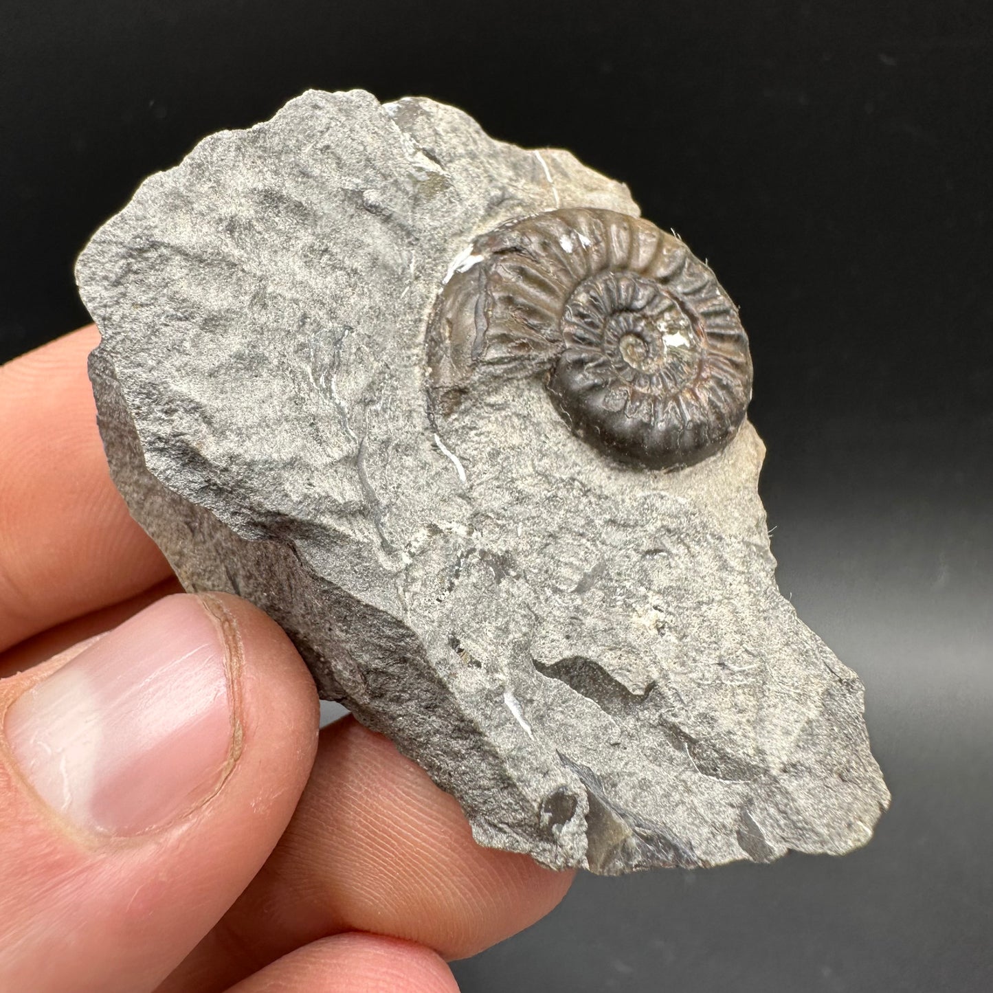 Amaltheus subnodosus Ammonite fossil with box and stand - Whitby, North Yorkshire Jurassic Coast Yorkshire Fossils