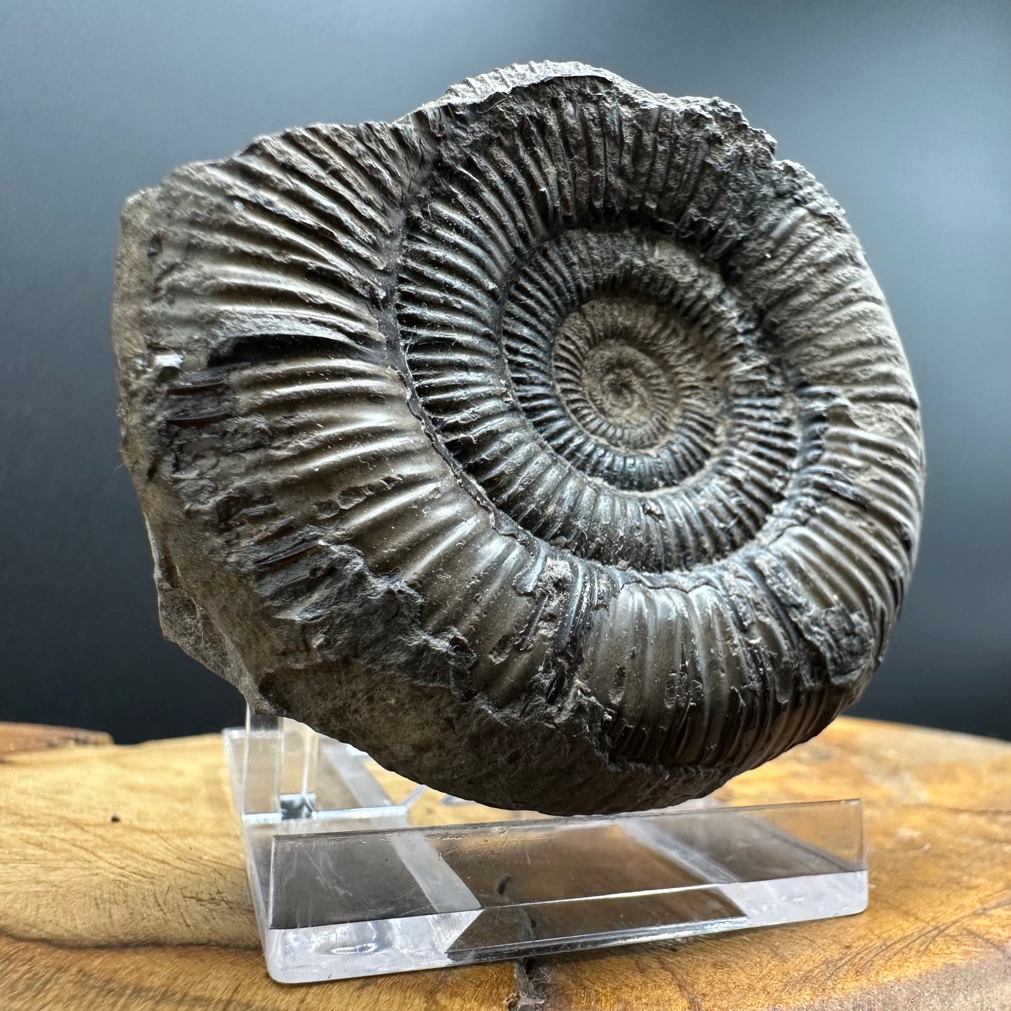 Dactylioceras clevelandicum Ammonite fossil with box and stand - Whitby, North Yorkshire Jurassic Coast