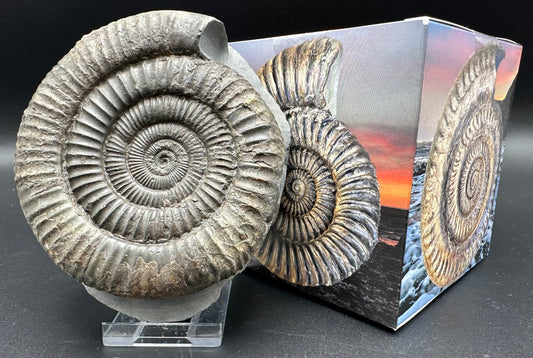 Dactylioceras Ammonite Fossil With Box And Stand - Whitby, North Yorkshire Jurassic Coast Yorkshire Fossils