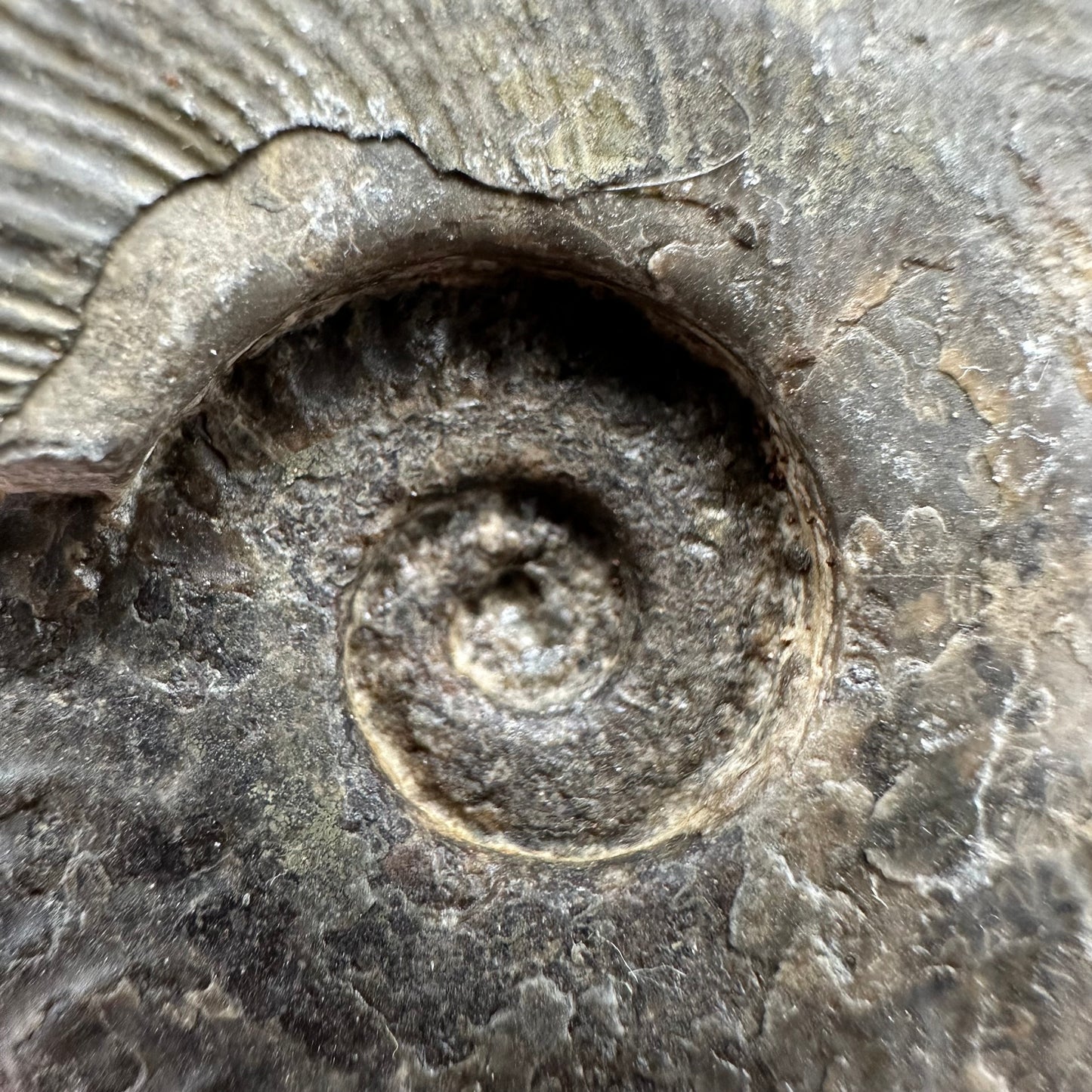 Harpoceras Sp. Ammonite fossil - Whitby, North Yorkshire Jurassic Coast Yorkshire Fossils