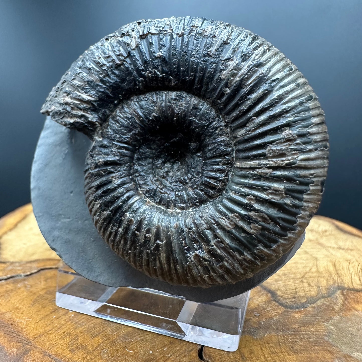Dactylioceras semicelatum Ammonite fossil with stand - Whitby, North Yorkshire Jurassic Coast Yorkshire Fossils