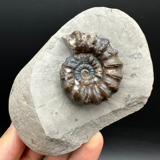 Androgynoceras maculatum ammonite fossil with stand - Whitby, North Yorkshire Jurassic Coast Yorkshire Fossils