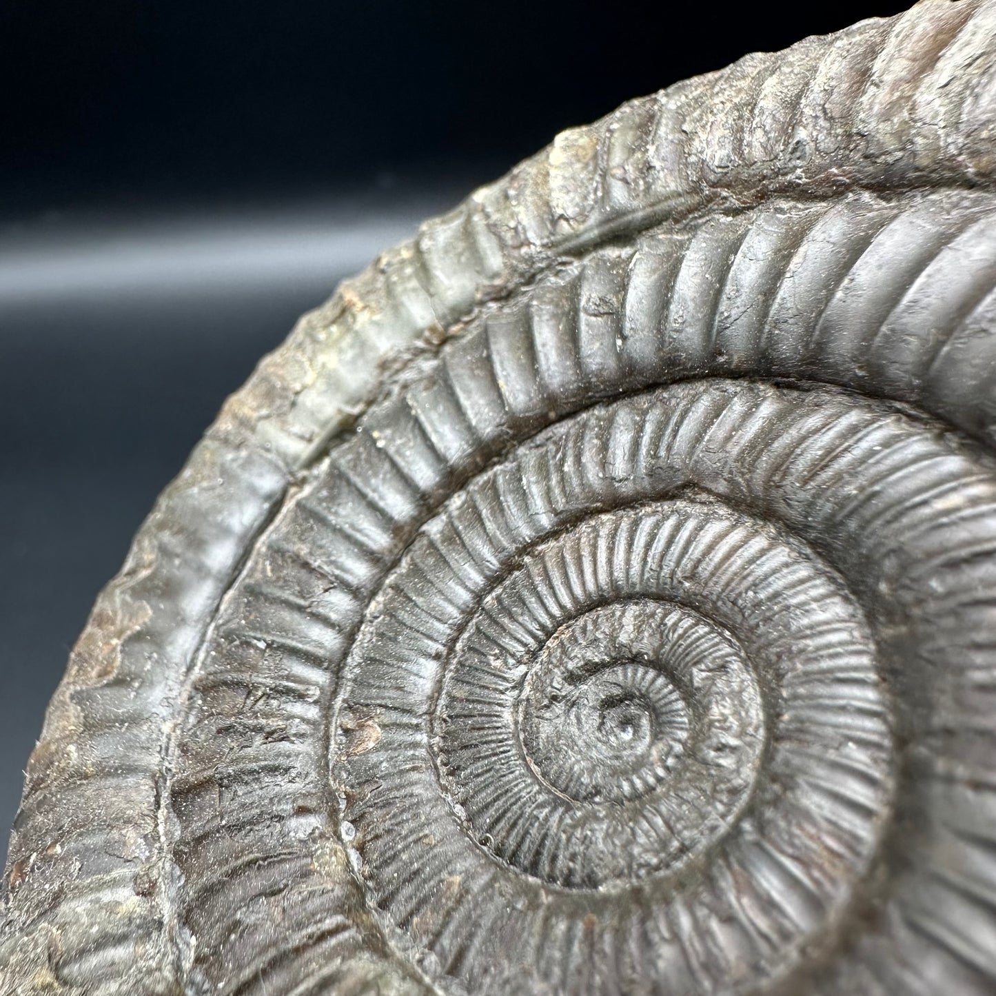 Dactylioceras Ammonite Fossil With Box And Stand - Whitby, North Yorkshire Jurassic Coast Yorkshire Fossils