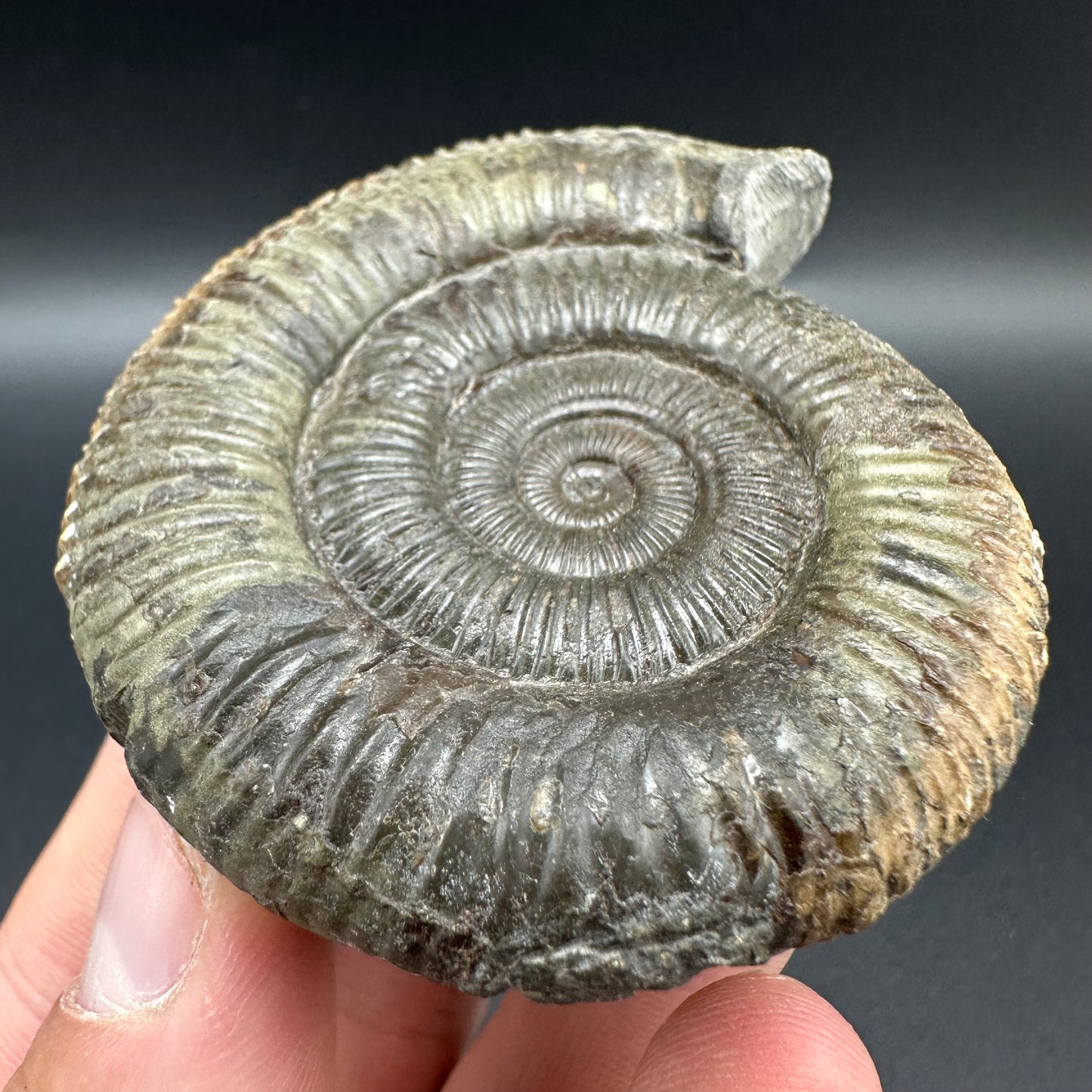 Dactylioceras Ammonite Fossil With Box And Stand - Whitby, North Yorkshire Jurassic Coast Yorkshire Fossils