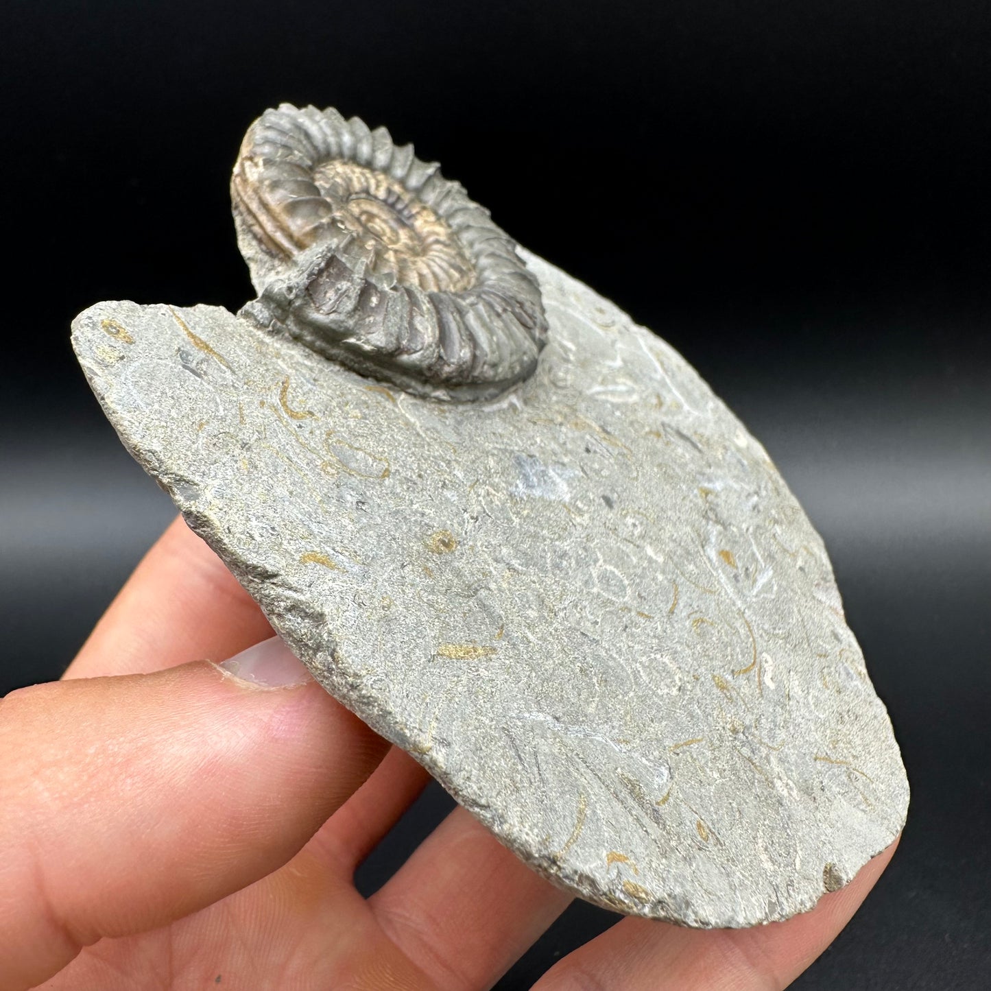 Arnioceras ammonite shell fossil with box and stand - Whitby, North Yorkshire Jurassic Coast Yorkshire Fossils