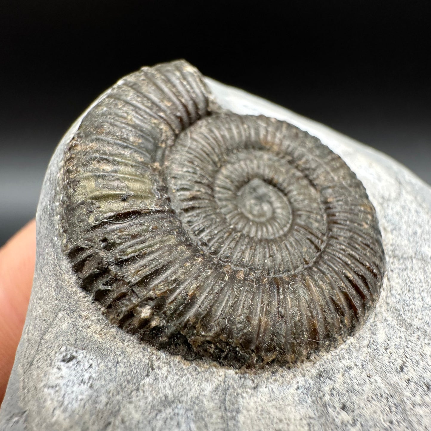 Dactylioceras Ammonite Fossil With Box And Stand - Whitby, North Yorkshire Jurassic Coast Yorkshire Fossils