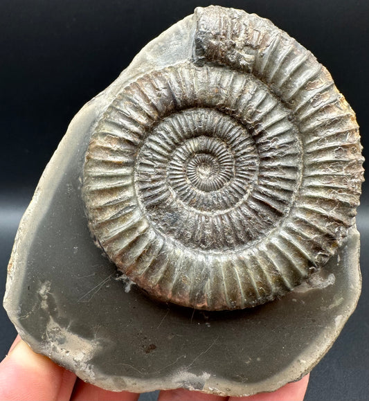 Dactylioceras Ammonite Fossil With Box And Stand - Whitby, North Yorkshire Jurassic Coast Yorkshire Fossils