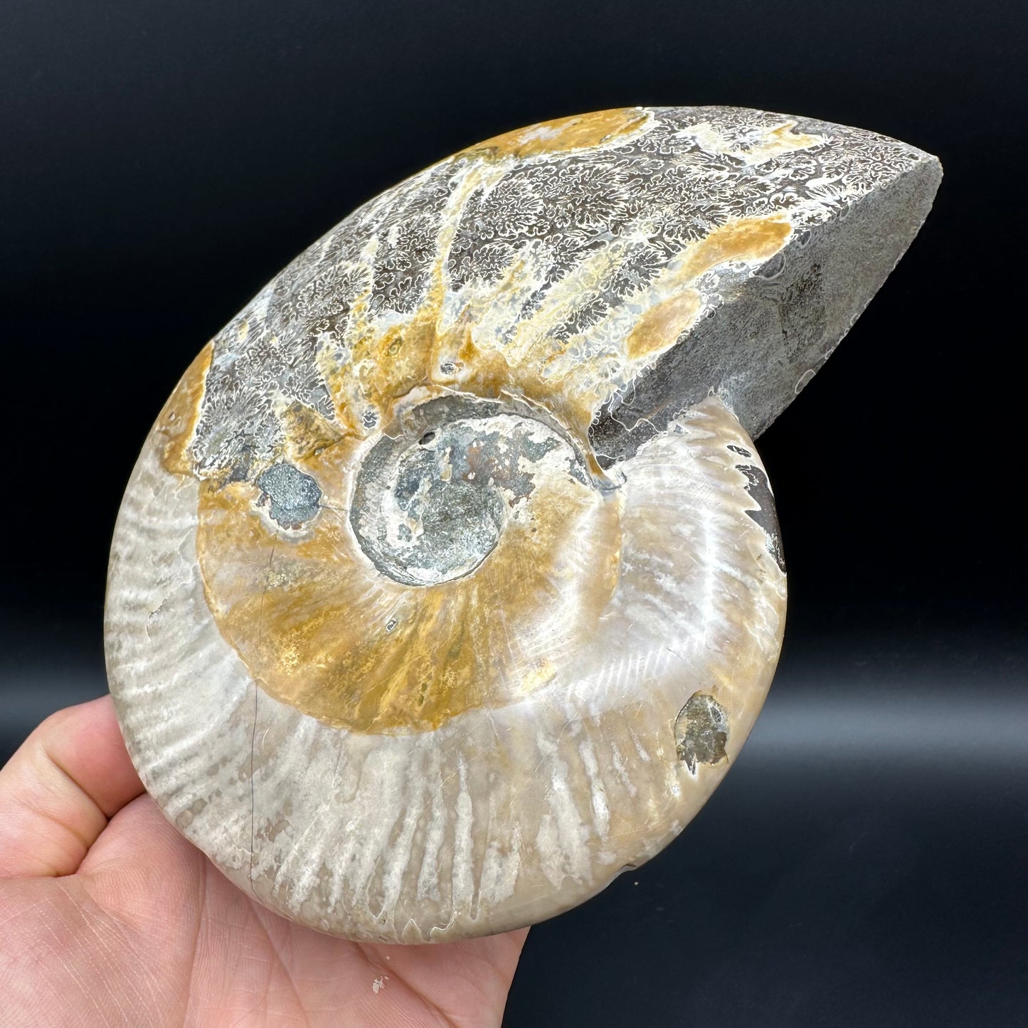 Cleoniceras Ammonite Fossil With Stand - Cretaceous Ammonite Madagascar
