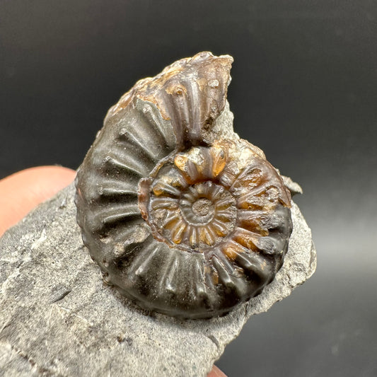 Amaltheus subnodosus Ammonite fossil with box and stand - Whitby, North Yorkshire Jurassic Coast Yorkshire Fossils