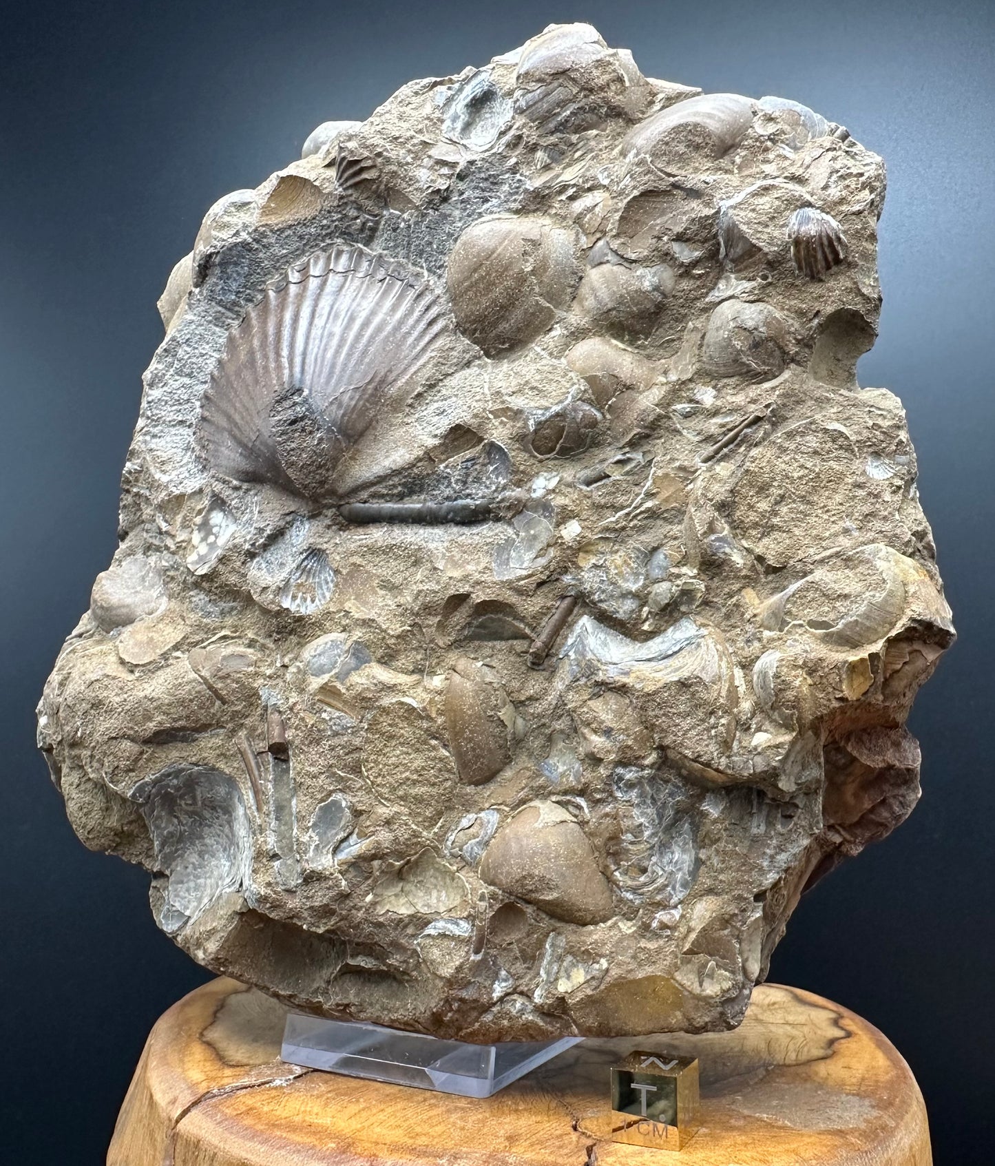 Shell fossil with stand - Whitby, North Yorkshire, Jurassic Coast, Yorkshire Fossils