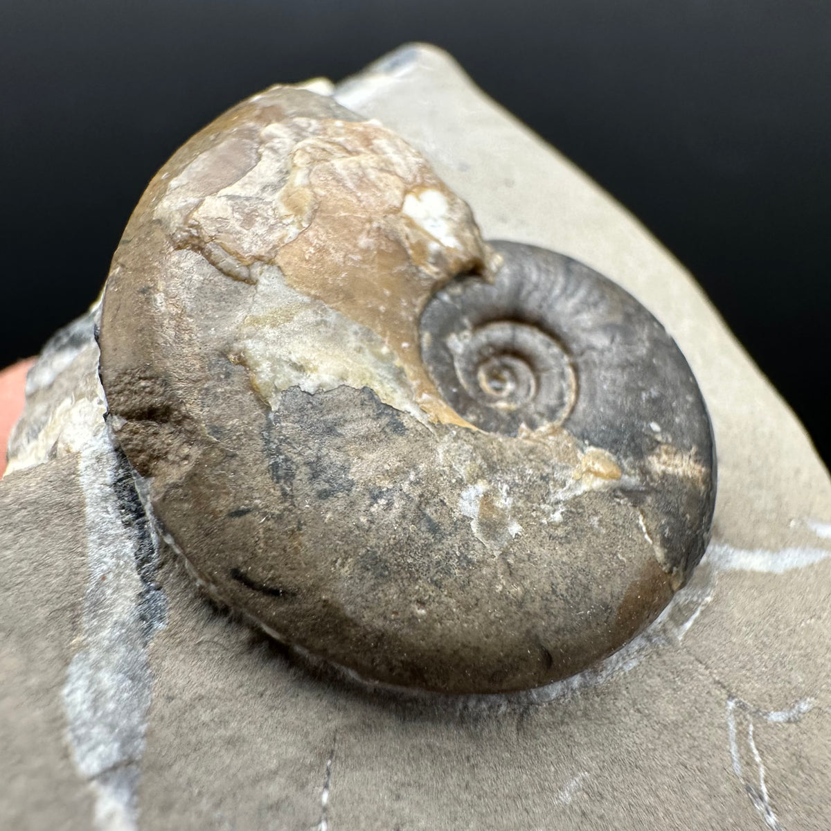 Amaltheus striatus ammonite fossil with box and stand - Whitby, North Yorkshire Jurassic Coast Yorkshire Fossils