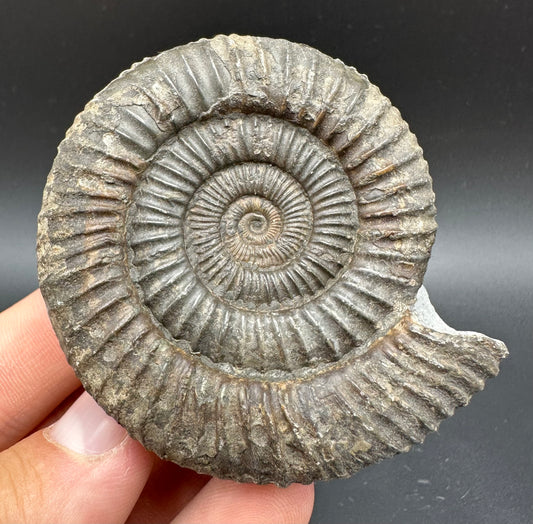 Dactylioceras Ammonite Fossil With Box And Stand - Whitby, North Yorkshire Jurassic Coast Yorkshire Fossils