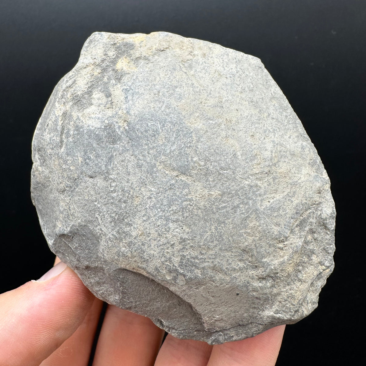 Dactylioceras Ammonite nodule (split pair) Fossil With Box And Stand - Whitby, North Yorkshire Jurassic Coast Yorkshire Fossils