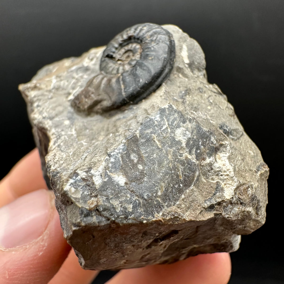 Amaltheus subnodosus Ammonite fossil with stand - Whitby, North Yorkshire Jurassic Coast Yorkshire Fossils