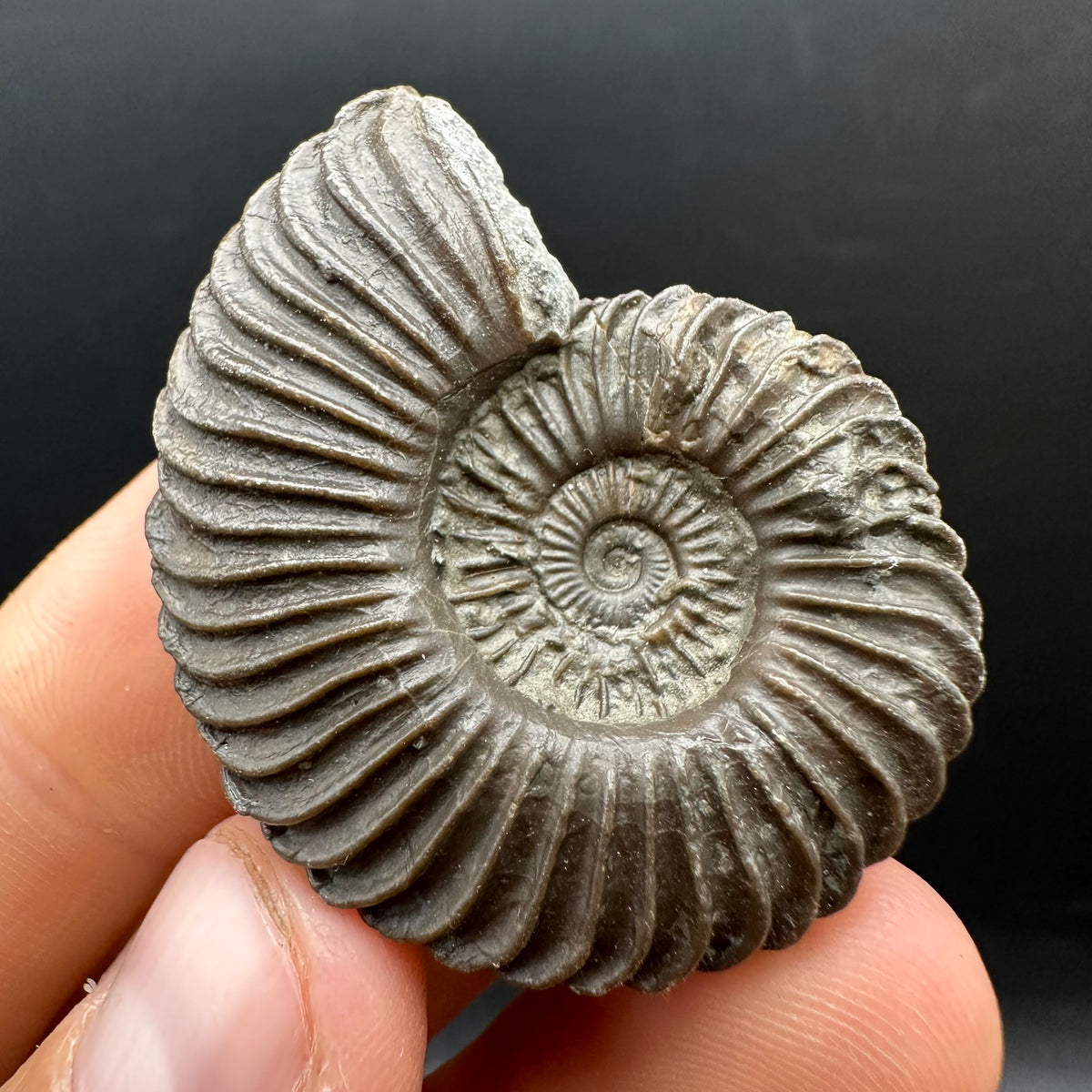 Schlothemia sp. ammonite fossil with box and stand - Whitby, North Yorkshire Jurassic Coast, Yorkshire fossils