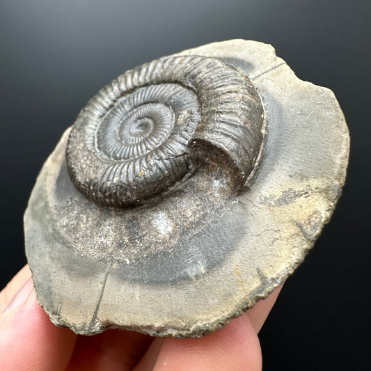 Dactylioceras Ammonite Fossil With box and Stand - Whitby, North Yorkshire Jurassic Coast Yorkshire Fossils