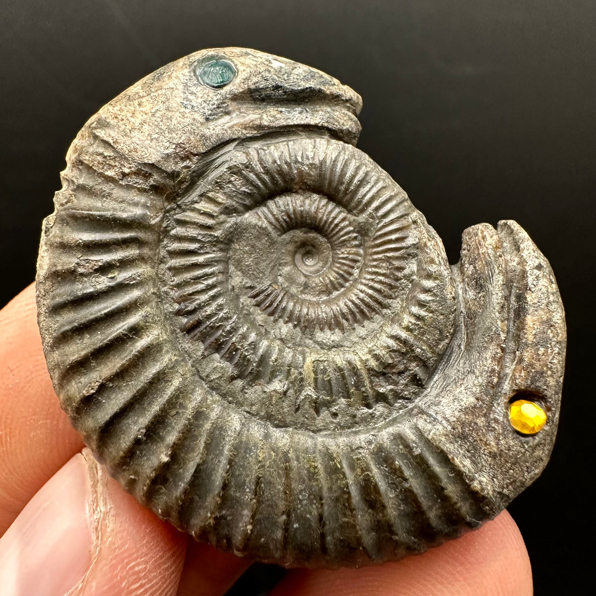Hydra Snakestone Ammonite Fossil With Bag/Box And Stand - Whitby, North Yorkshire Jurassic Coast Yorkshire Fossils