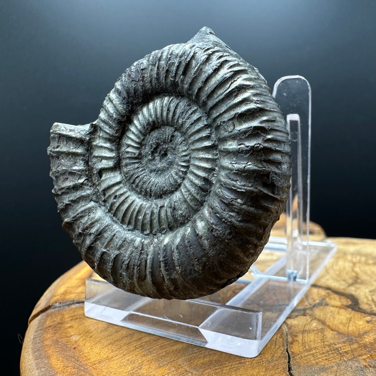 Dactylioceras Ammonite Fossil With box and Stand - Whitby, North Yorkshire Jurassic Coast Yorkshire Fossils