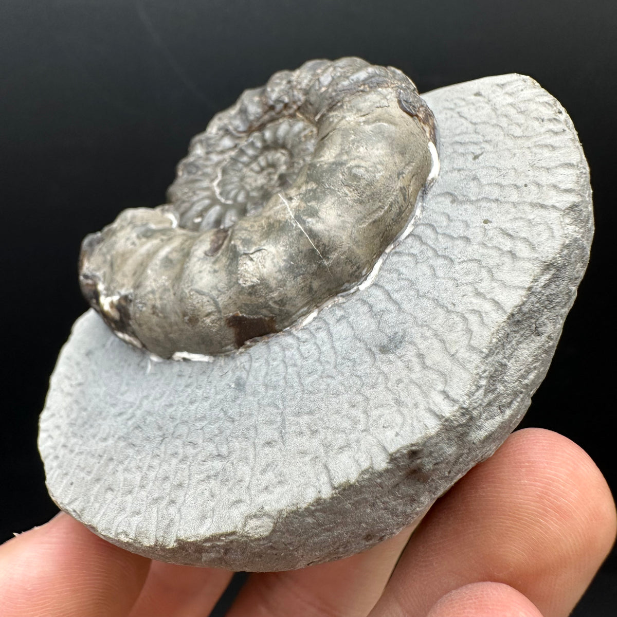 Androgynoceras maculatum ammonite fossil with box and stand - Whitby, North Yorkshire Jurassic Coast Yorkshire Fossils