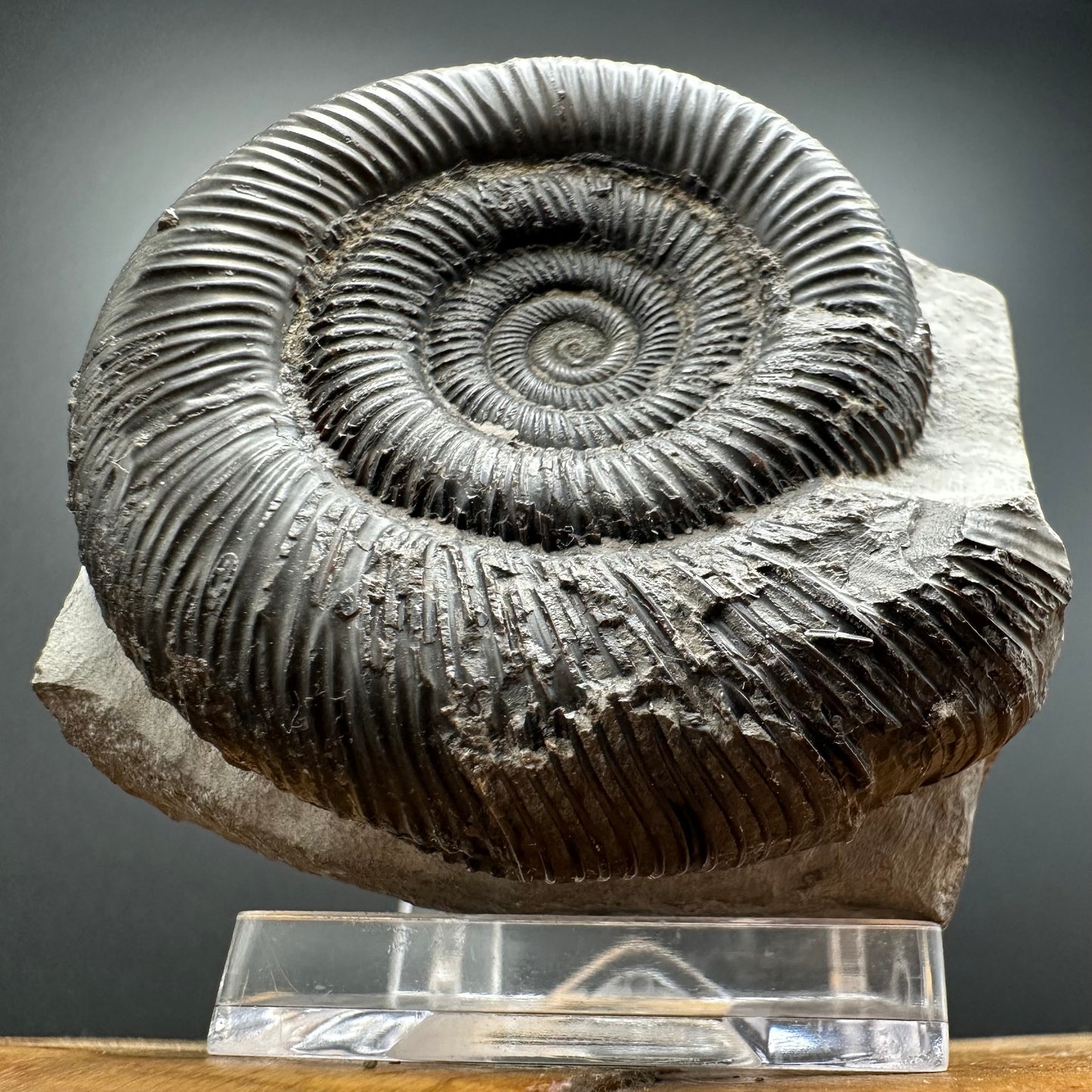 Dactylioceras clevelandicum Ammonite fossil with box and stand - Whitby, North Yorkshire Jurassic Coast