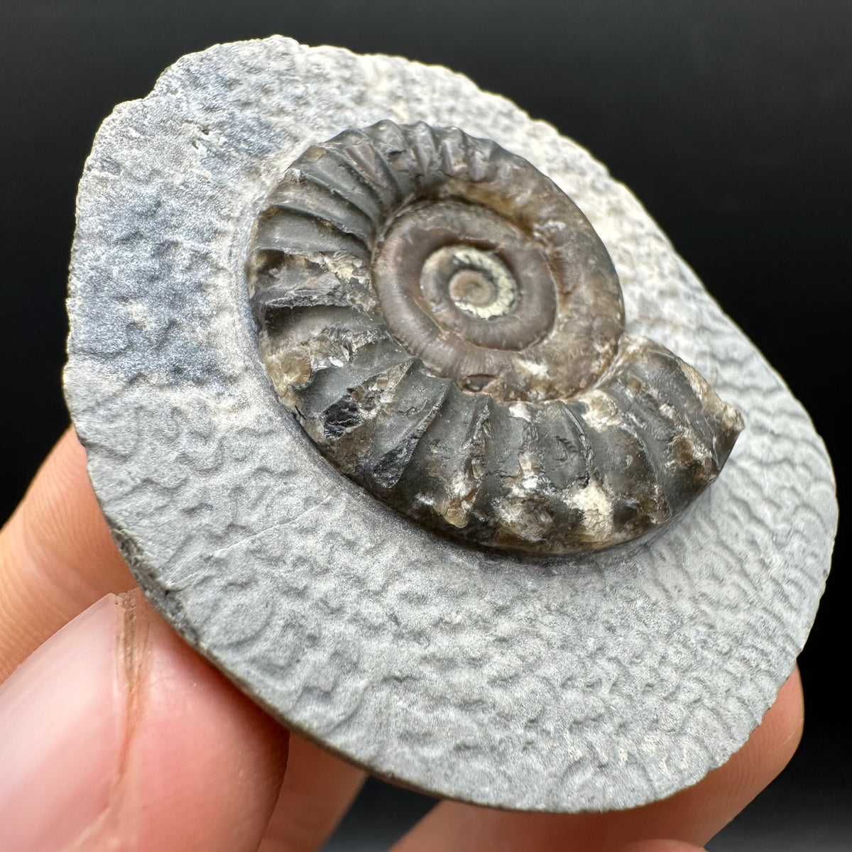 Arnioceras ammonite shell fossil with box and stand - Whitby, North Yorkshire Jurassic Coast Yorkshire Fossils