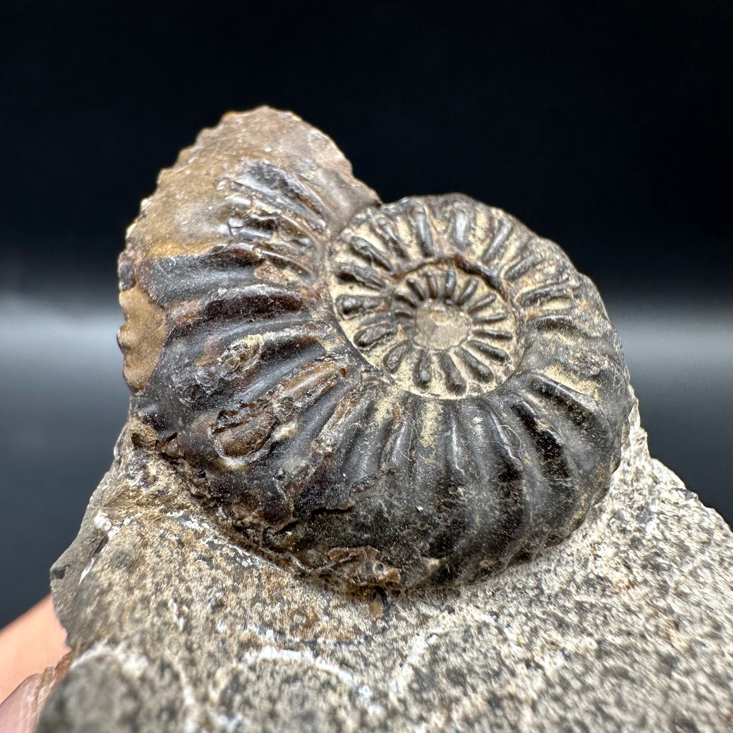 Amaltheus subnodosus Ammonite fossil with box and stand - Whitby, North Yorkshire Jurassic Coast Yorkshire Fossils