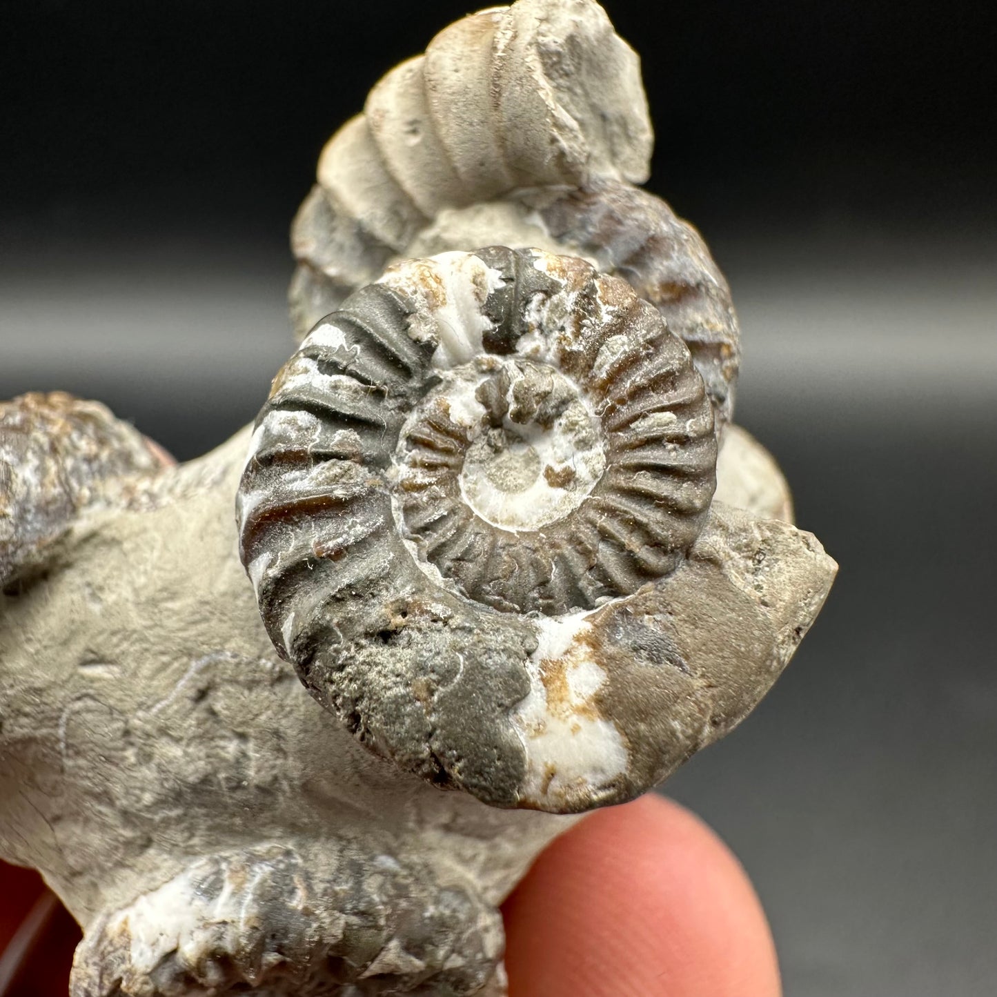 Oistoceras figulinum ammonite fossil with box and stand - Whitby, North Yorkshire Jurassic Coast Yorkshire Fossils