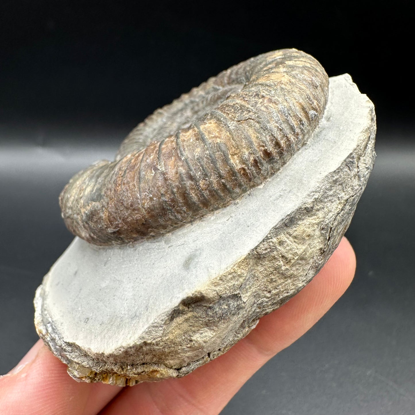 Dactylioceras Ammonite Fossil With Box And Stand - Whitby, North Yorkshire Jurassic Coast Yorkshire Fossils