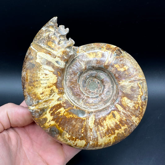 Puzosia Ammonite Fossil With Stand - Cretaceous Ammonite Madagascar
