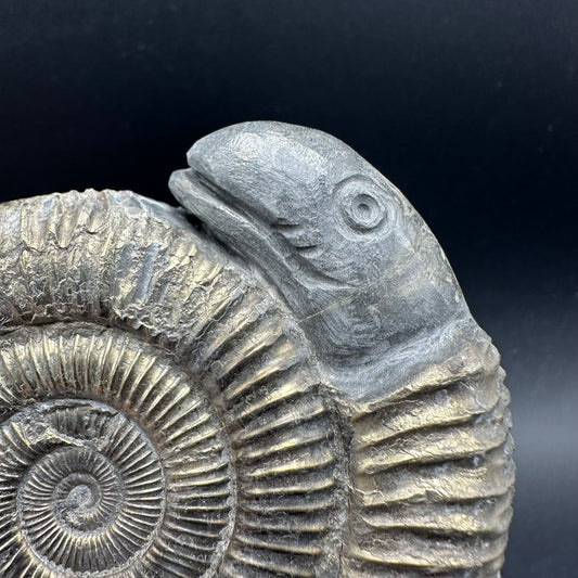 Hydra Snakestone Ammonite Fossil With Bag/Box And Stand - Whitby, North Yorkshire Jurassic Coast Yorkshire Fossils