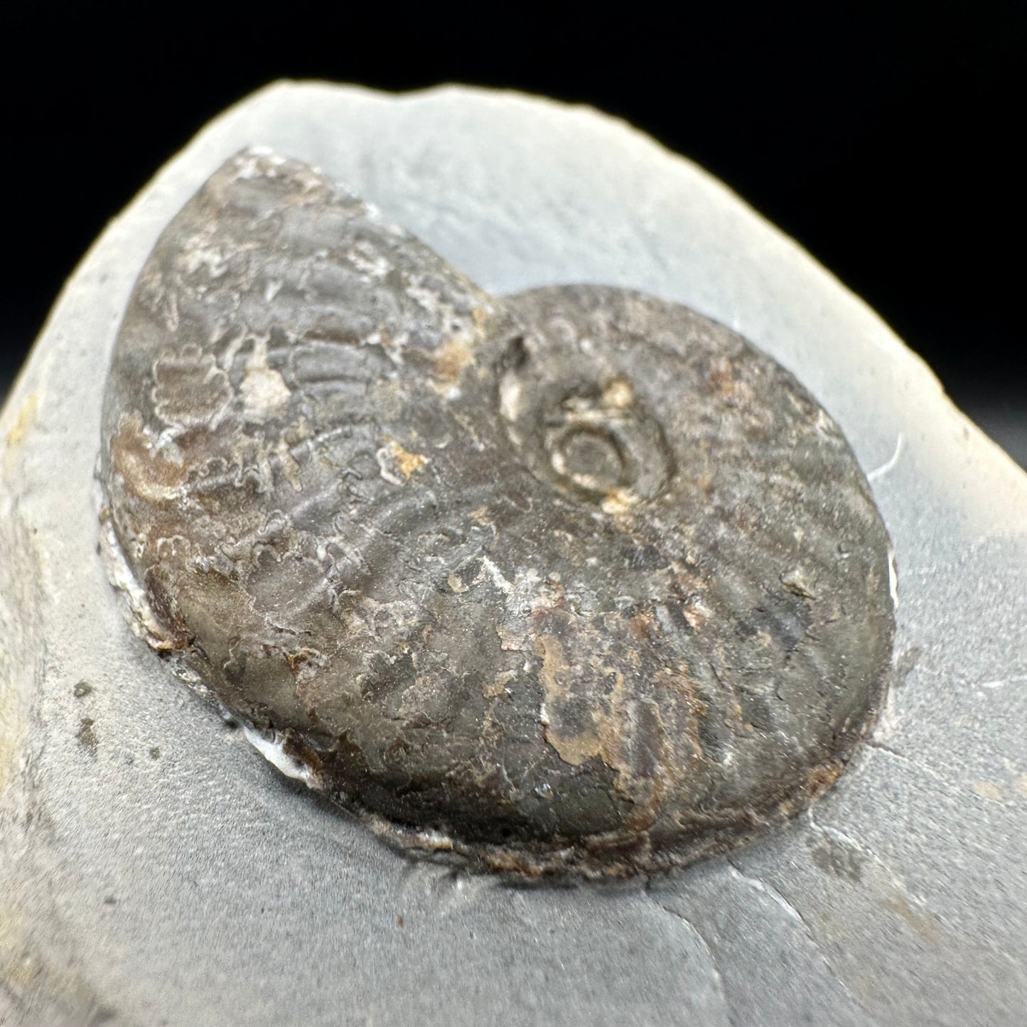 Pseudolioceras lythense Ammonite fossil with box and stand - Whitby, North Yorkshire, Yorkshire Fossils on the Jurassic Coast