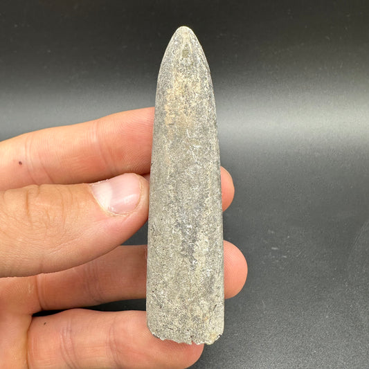 Belemnite (Fossil Squid) shell fossil with box and stand - Whitby, North Yorkshire Jurassic Coast Yorkshire Fossils