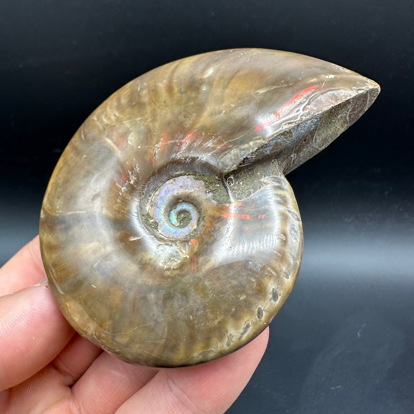 Cleoniceras Ammonite Fossil With Box And Stand - Cretaceous Ammonite Madagascar