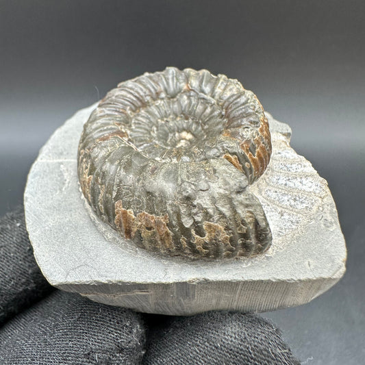 Peronoceras Sp. Ammonite fossil with box and stand - Whitby, North Yorkshire Jurassic Coast Yorkshire Fossils