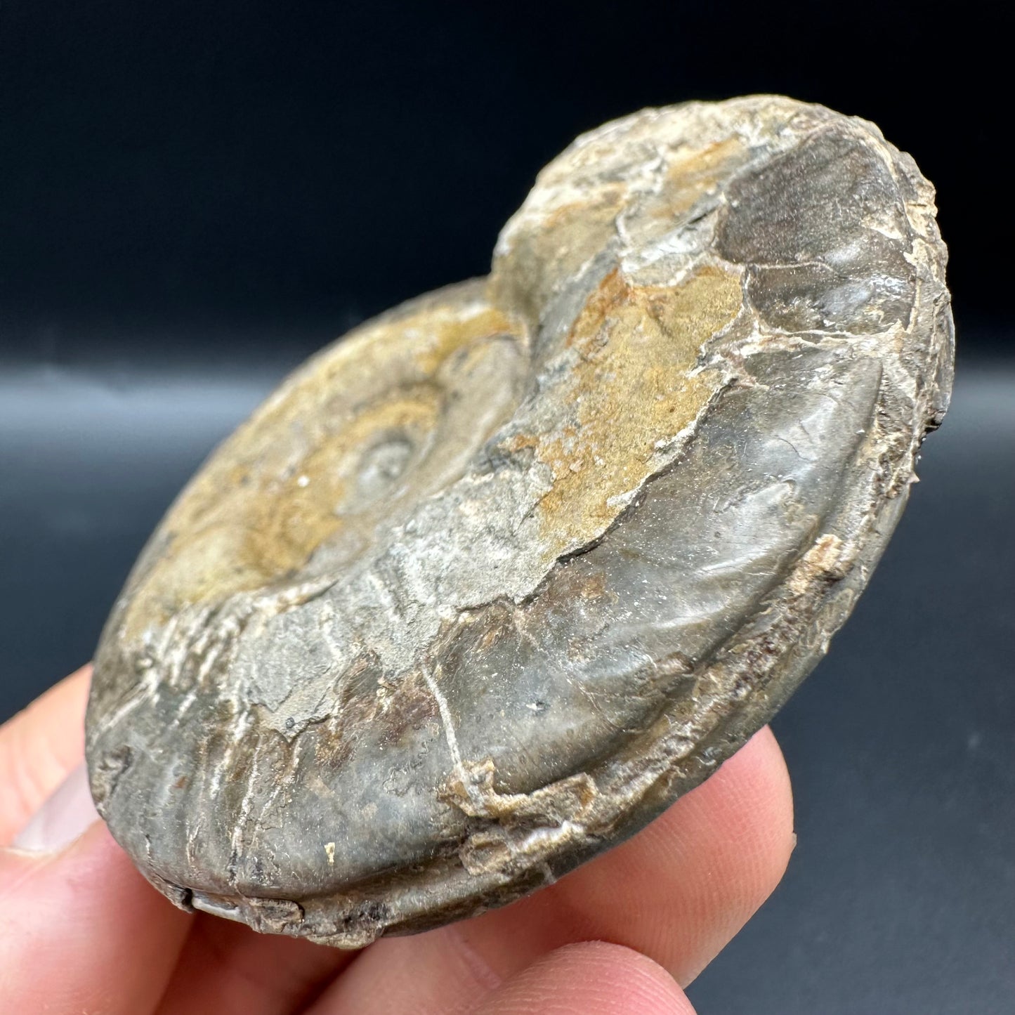 Hildoceras semipolitum Ammonite fossil with box and stand - Whitby, North Yorkshire Jurassic Coast, Yorkshire Fossils from the Jurassic Coast