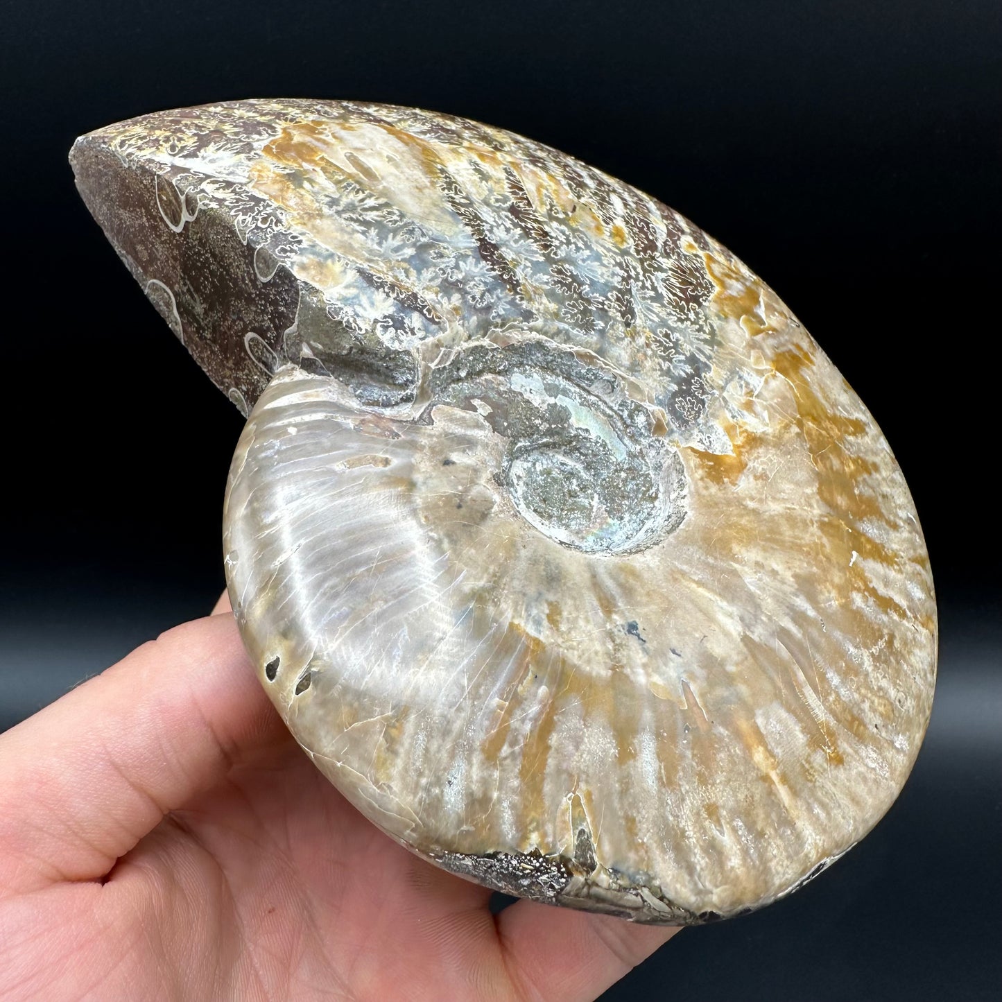 Cleoniceras Ammonite Fossil With Stand - Cretaceous Ammonite Madagascar
