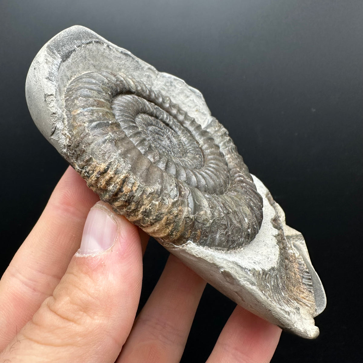 Dactylioceras Ammonite nodule (split pair) Fossil With Stand - Whitby, North Yorkshire Jurassic Coast Yorkshire Fossils
